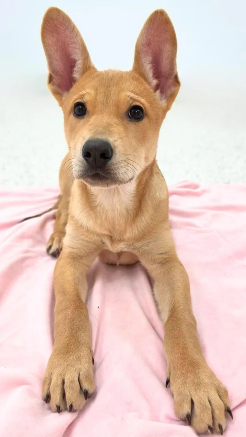 A baby medium-sized female German Shepherd Dog dog named Nevada for adoption in Scottsdale, AZ