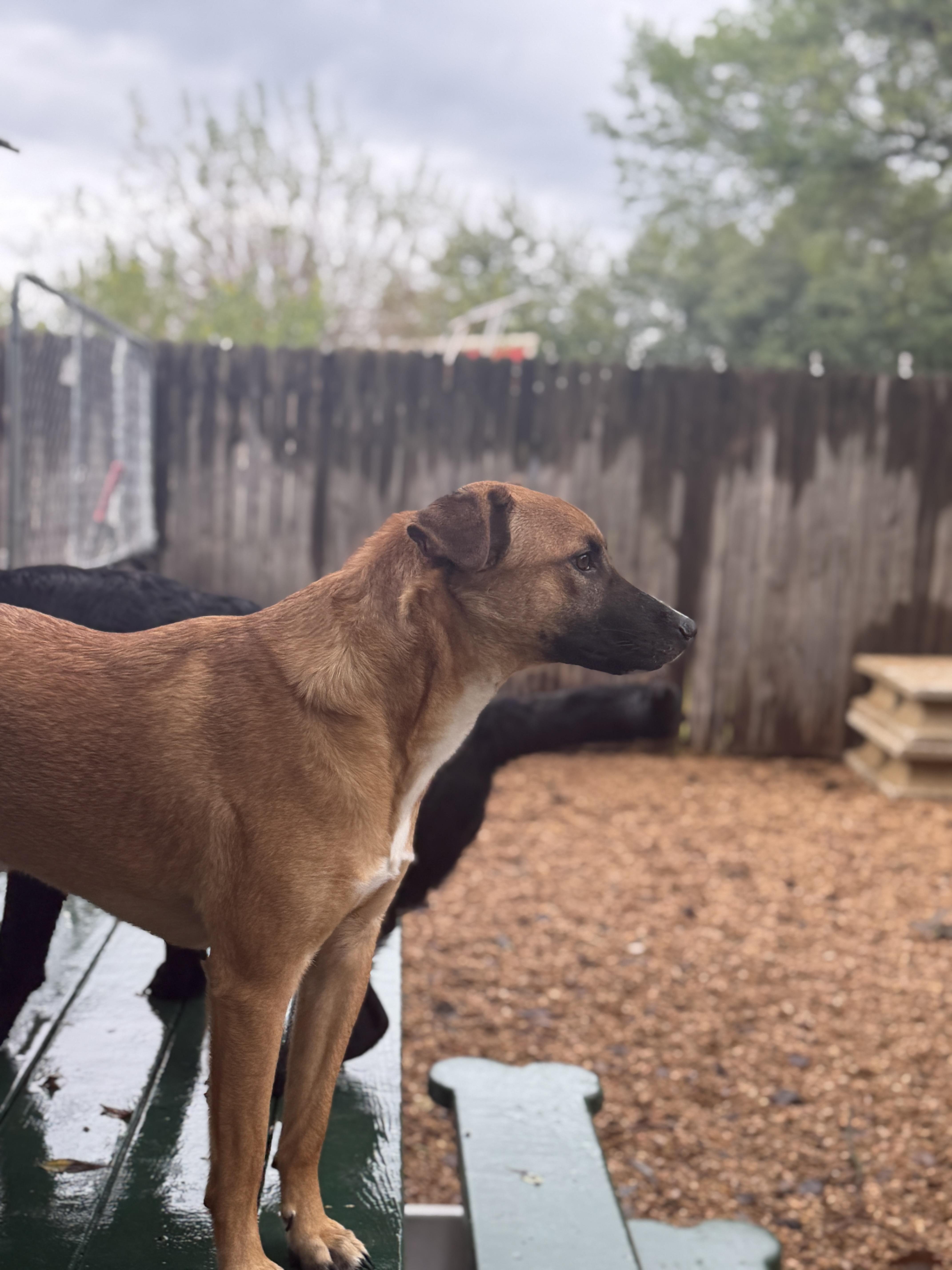A young medium-sized male Golden Shepherd dog named Elvis for adoption in Austin, TX