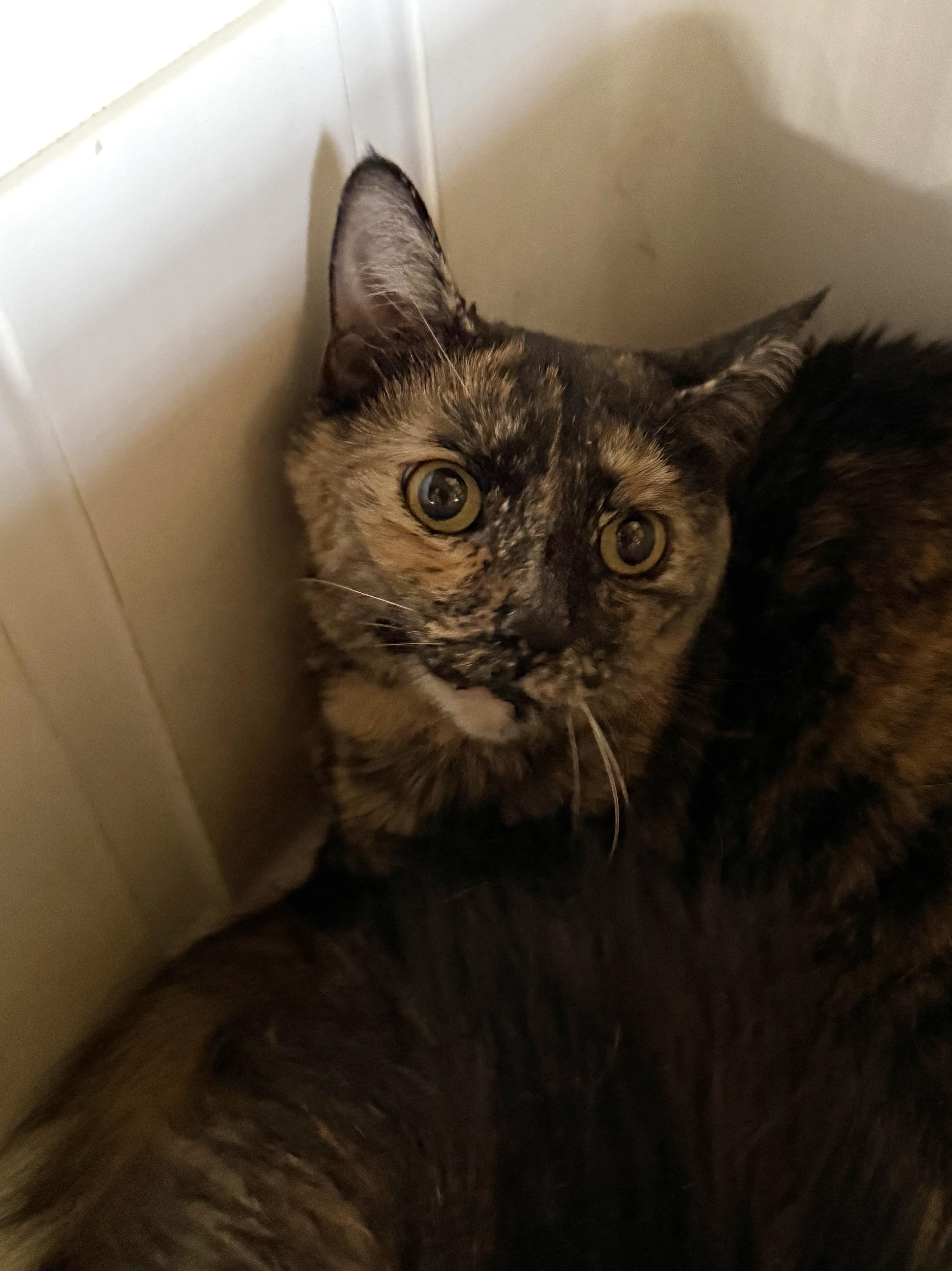An adult medium-sized female Tortoiseshell Domestic Short Hair cat named Coco for adoption in Marana, AZ