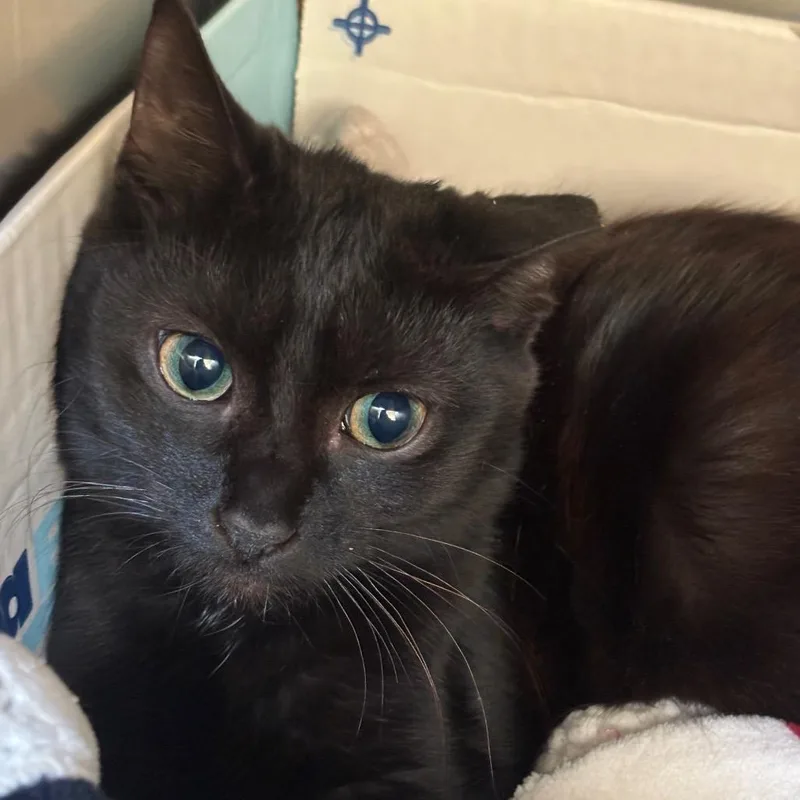 A young medium-sized female Domestic Short Hair cat named Oriana for adoption in Bristol, IN