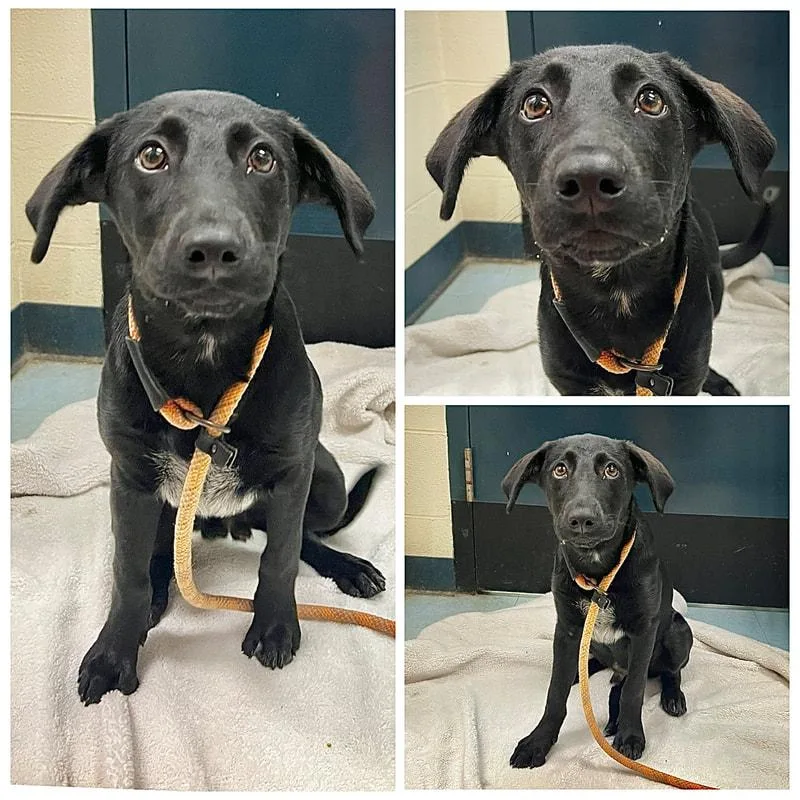 A young large-sized male Black Labrador Retriever dog named Isaiah for adoption in Dublin, VA