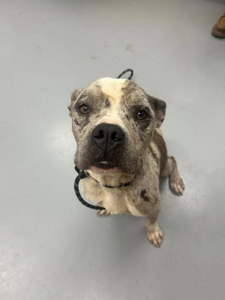 An adult medium-sized male American Bulldog dog named Jester for adoption in Hartsville, SC