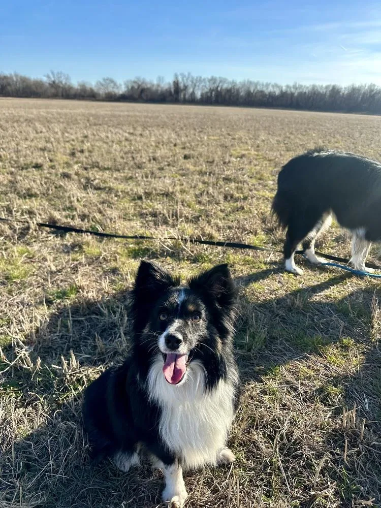 A young small-sized male Australian Shepherd dog named Salt for adoption in TULSA, OK