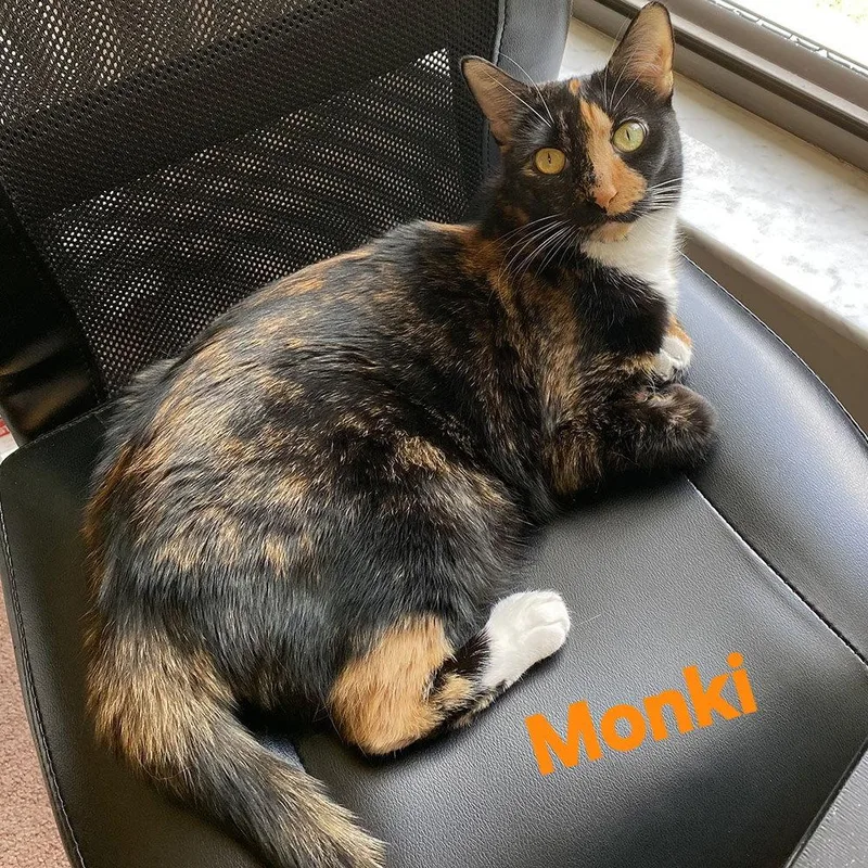 Monki thumbnail 3
