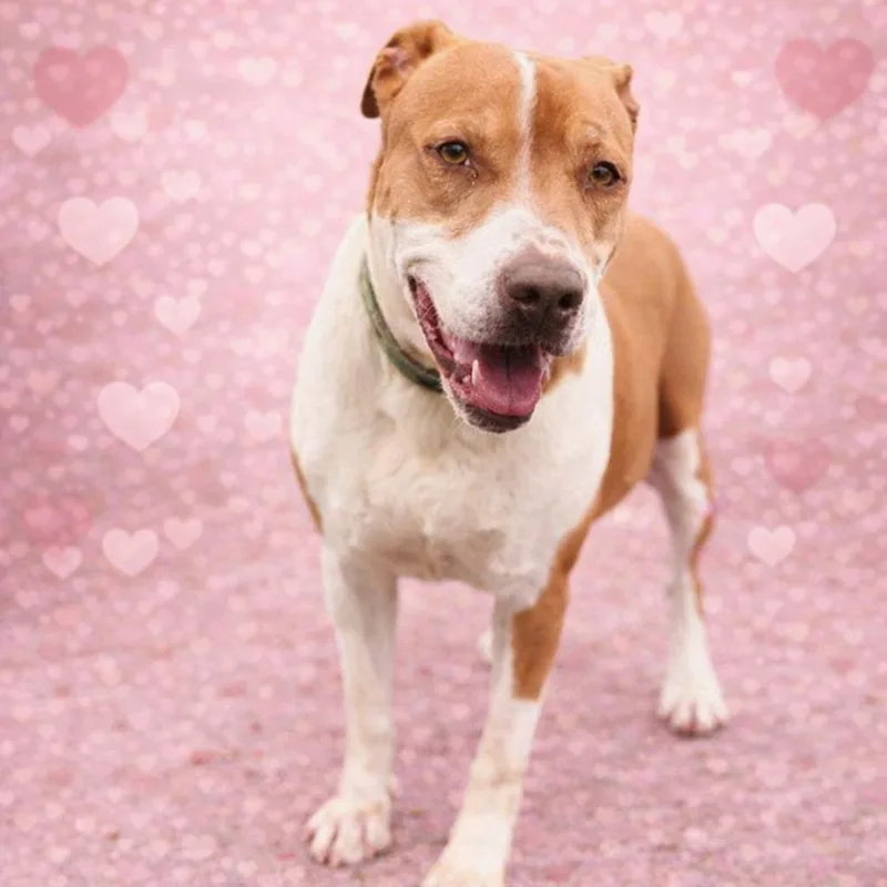 A senior large-sized female Apricot / Beige Pit Bull Terrier dog named Princess Sophia for adoption in Justin, TX