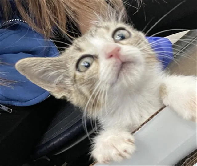 A baby medium-sized female Domestic Short Hair cat named Nema for adoption in Dallas, TX