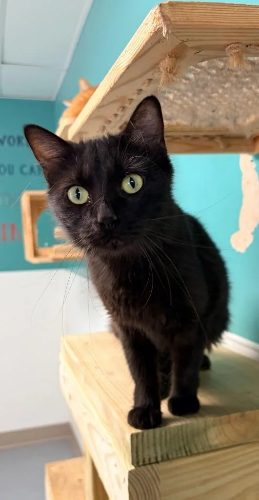 A young medium-sized female Domestic Long Hair cat named Salem for adoption in Batesville, AR