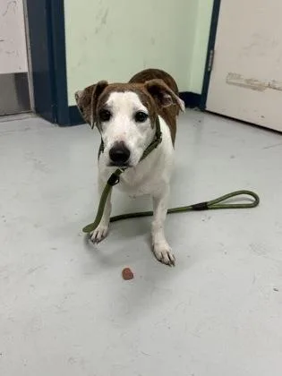 An adult medium-sized female Whippet dog named Hart for adoption in Savannah, GA