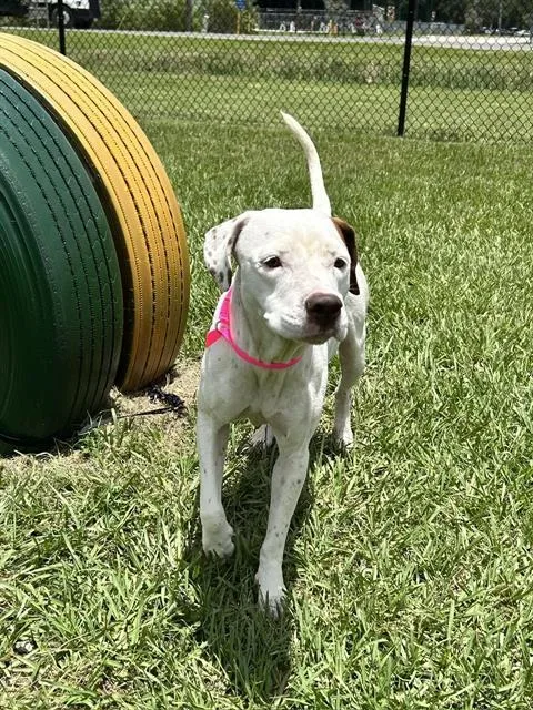 An adult medium-sized female Labrador Retriever dog named Bonnie for adoption in Winter Haven, FL