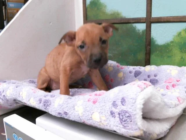 A baby small-sized female Staffordshire Bull Terrier dog named Tessie for adoption in Houston, TX