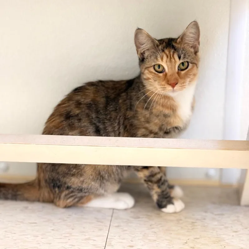 A baby small-sized female Domestic Medium Hair cat named Kombucha for adoption in Enid, OK