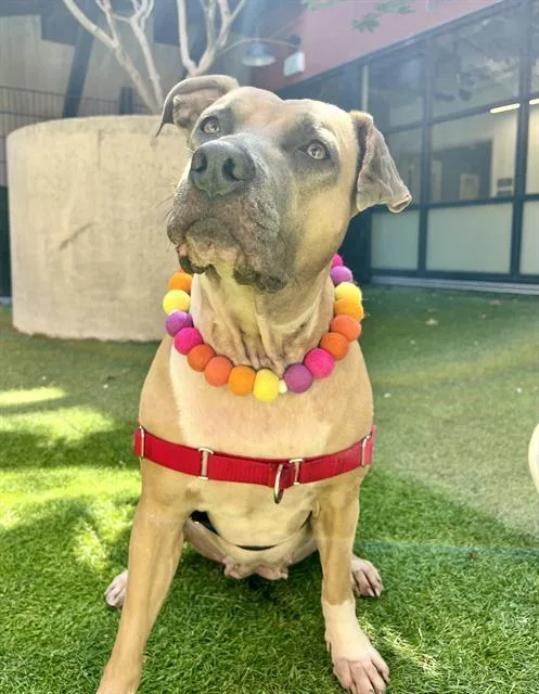 An adult medium-sized female Pit Bull Terrier dog named Ruru for adoption in San Francisco, CA