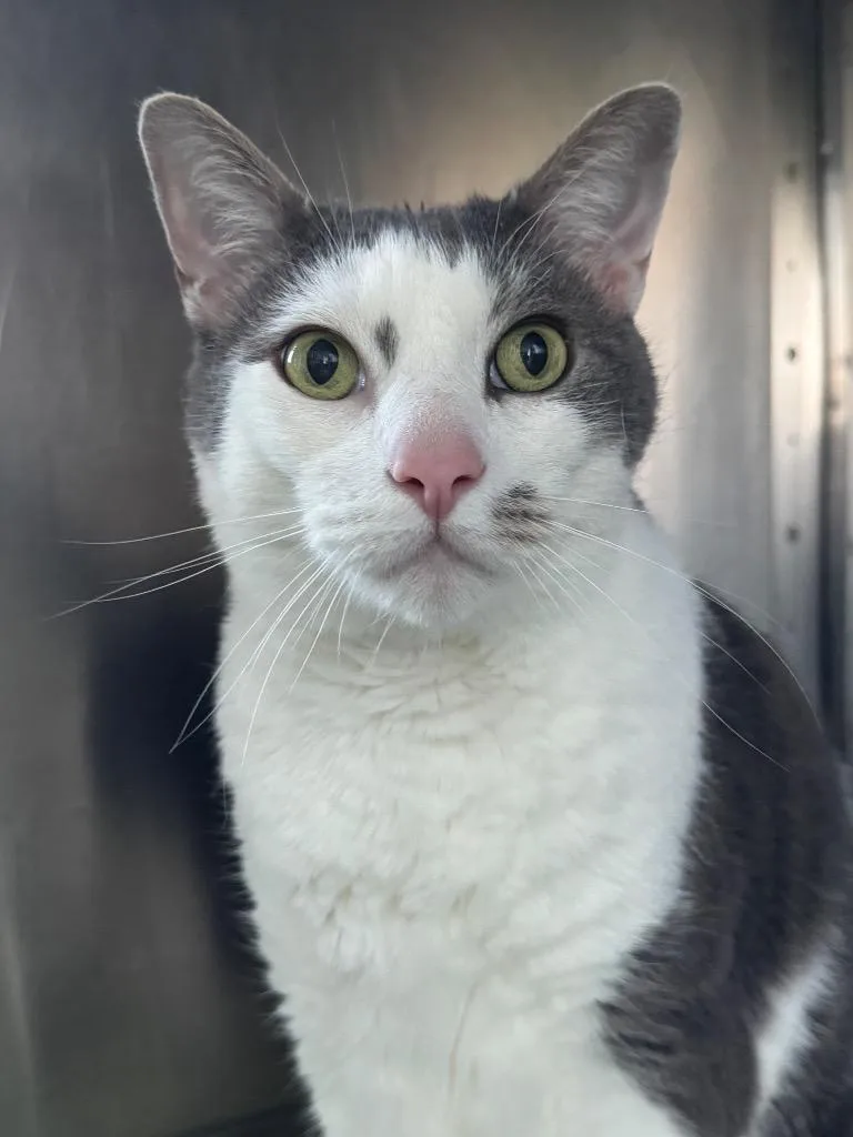A senior medium-sized male Domestic Short Hair cat named Kipper for adoption in Cumberland, ME