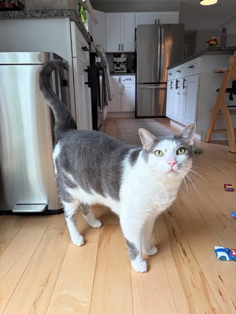 Kipper thumbnail 2