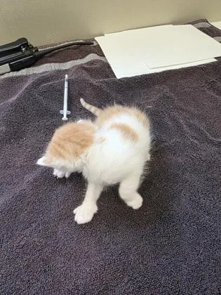 A baby small-sized male Domestic Short Hair cat named Happy for adoption in Fishers, IN