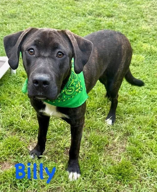 A young large-sized male Great Dane dog named Billy for adoption in Zimmerman, MN