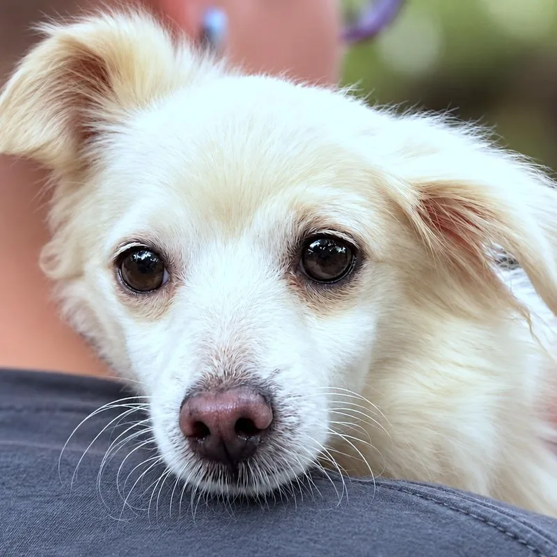 An adult small-sized female White / Cream Chihuahua dog named Tundra for adoption in Boerne, TX