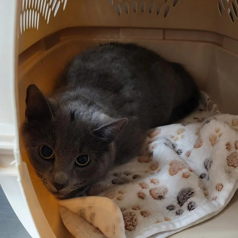 A young medium-sized female Gray / Blue / Silver Domestic Short Hair cat named Muffin for adoption in East Smithfield , PA
