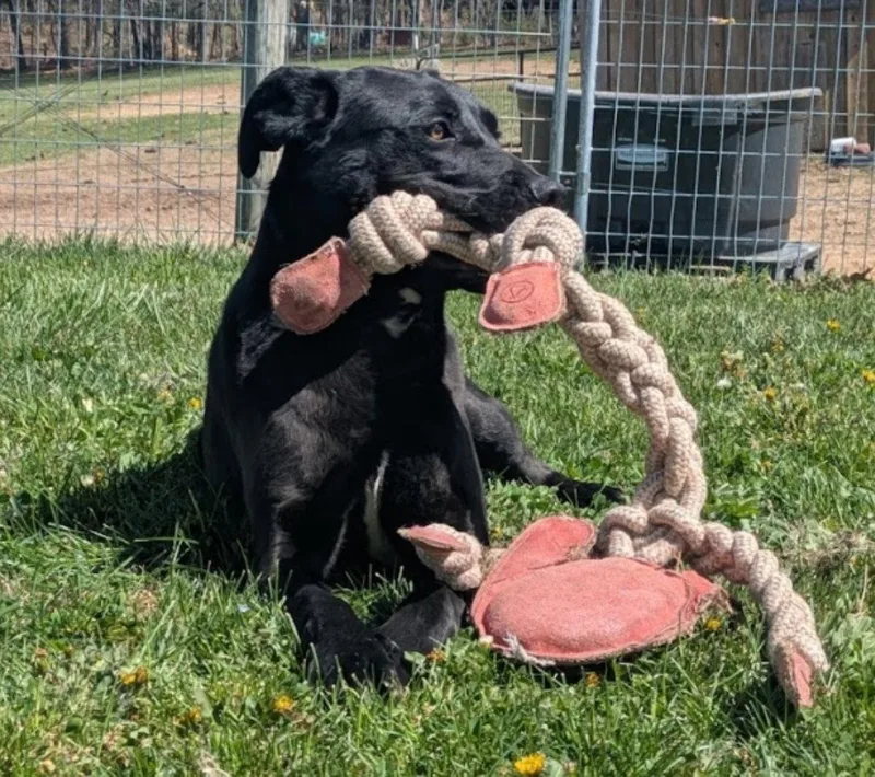 A young medium-sized male Boxer dog named Scrappy for adoption in Westminster, MD