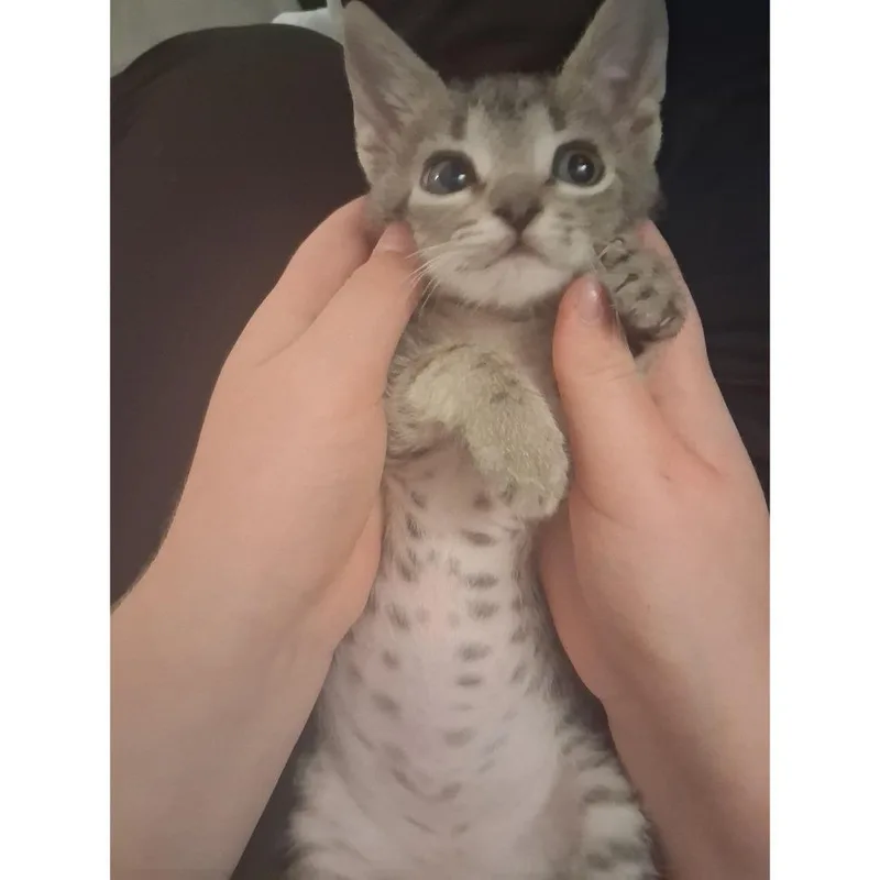 A baby small-sized male Brown / Chocolate Domestic Short Hair cat named Nepal for adoption in Austin, TX