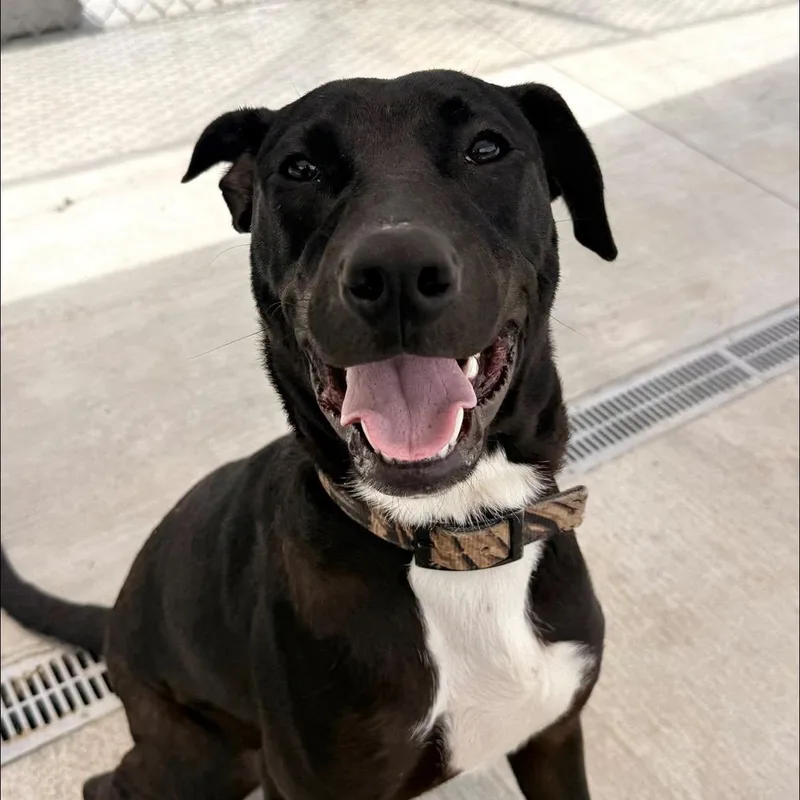 A young medium-sized male Black Mixed Breed dog named Jeremy for adoption in Warren, OH