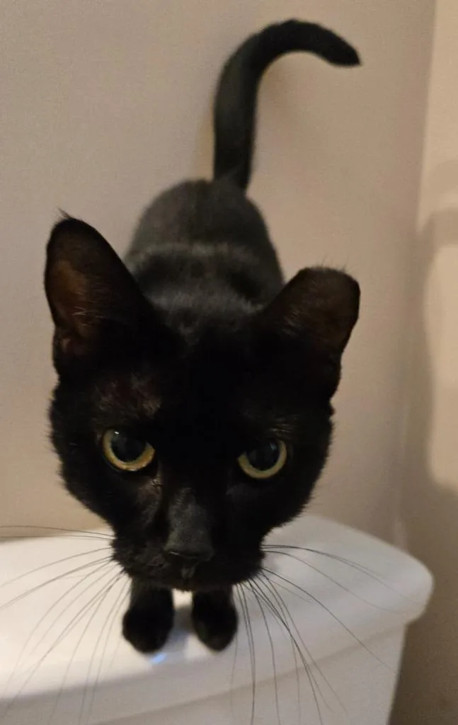 An adult medium-sized female Domestic Short Hair cat named Girdy for adoption in Evans, GA