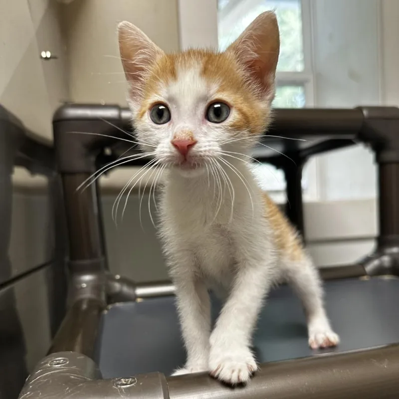 A baby small-sized female Orange / Red American Shorthair cat named Springroll for adoption in Blue Ridge, GA