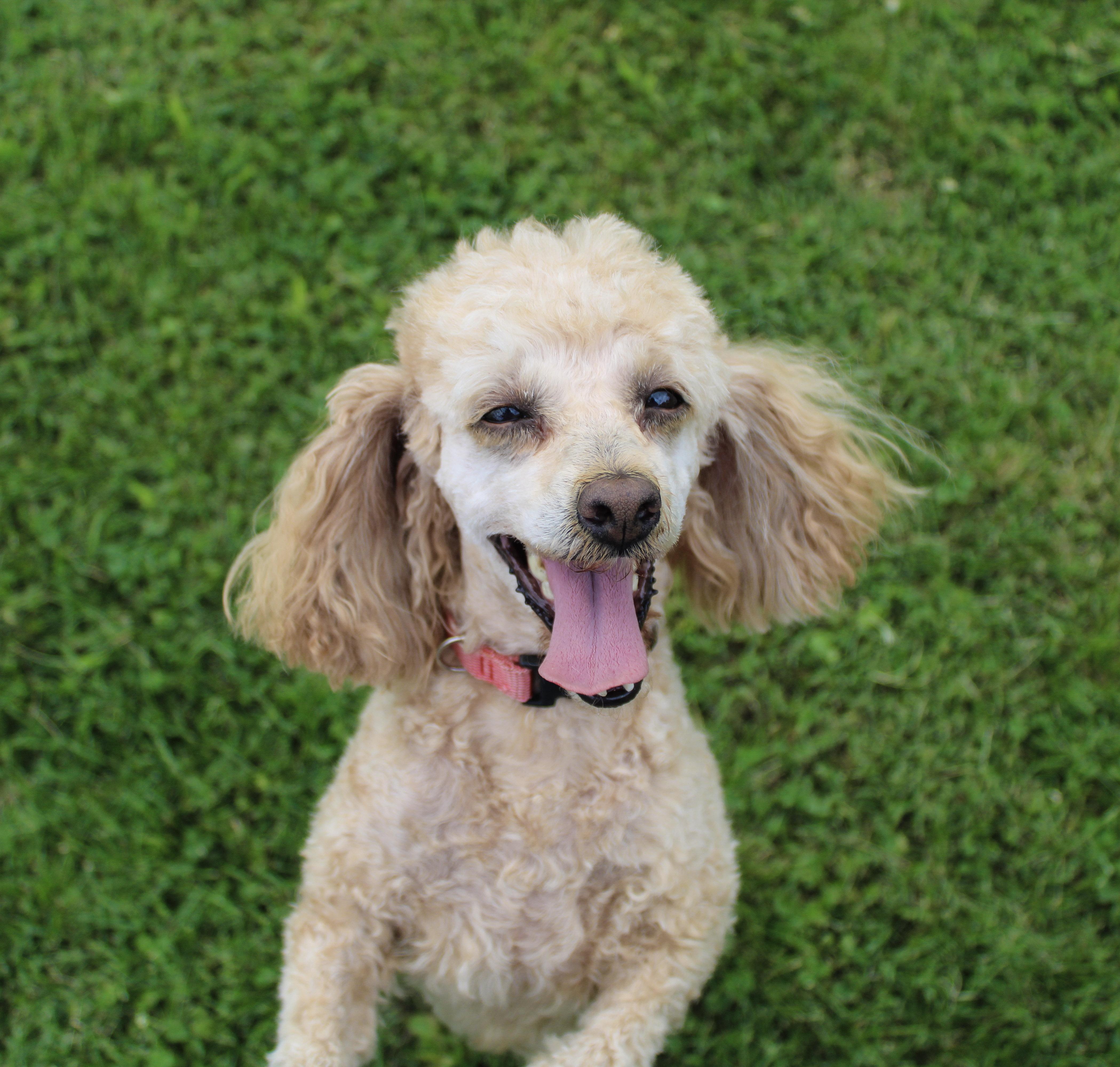 An adult small-sized female Apricot / Beige Poodle (Toy) dog named Rosie for adoption in Neosho, MO