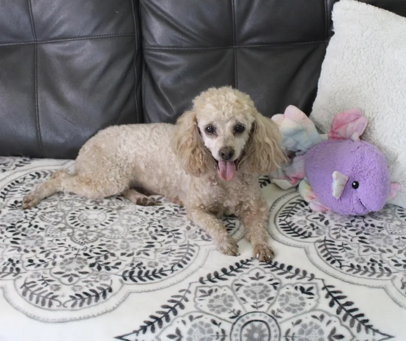 Rosie thumbnail 2