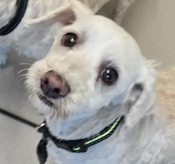 An adult small-sized female Poodle dog named Honey for adoption in El Cajon, CA