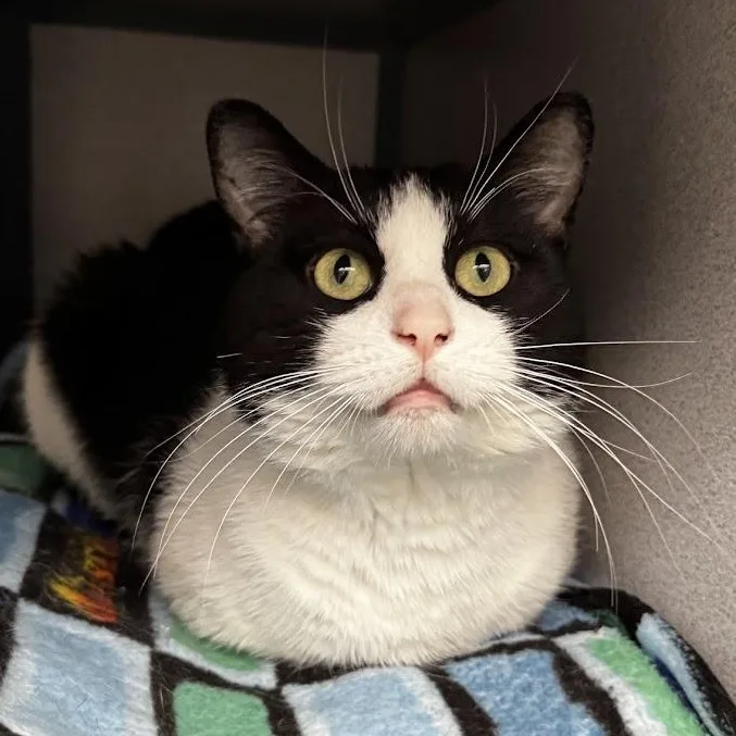 An adult medium-sized male Black & White / Tuxedo Domestic Short Hair cat named Liam for adoption in Waterloo, IA