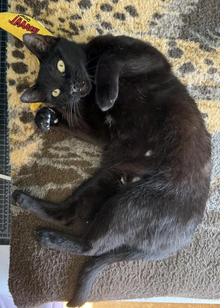 An adult medium-sized female Domestic Short Hair cat named Selene for adoption in Dallas, TX