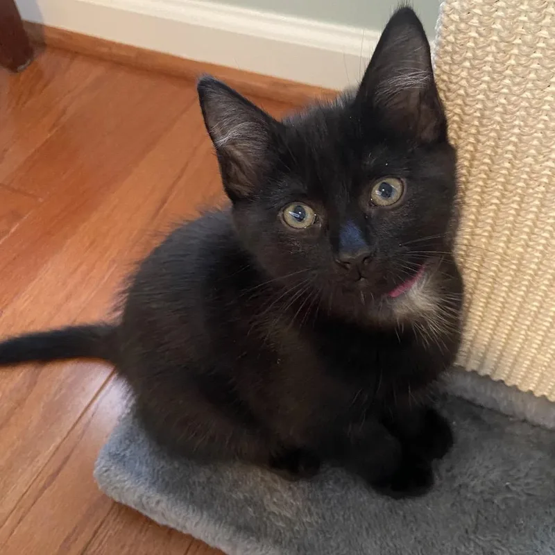 A baby small-sized male Black Domestic Short Hair cat named Winston for adoption in Fairfax Station, VA
