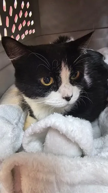 An adult medium-sized female Domestic Short Hair cat named Smalls for adoption in Jacksonville, FL