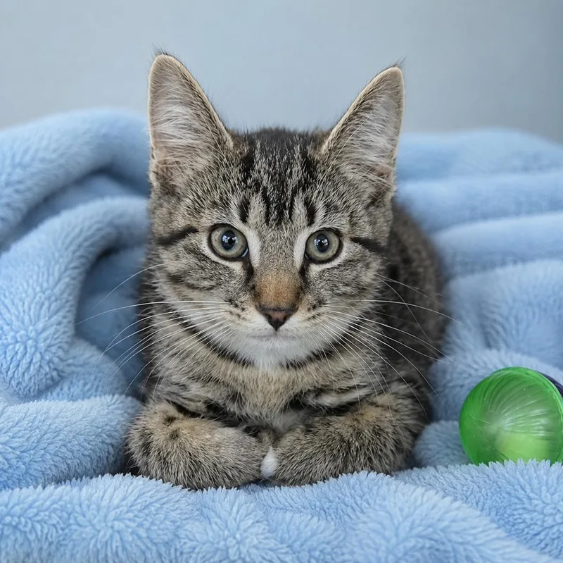 A young medium-sized female Tabby (Brown / Chocolate) Domestic Short Hair cat named Toes for adoption in Stafford, VA