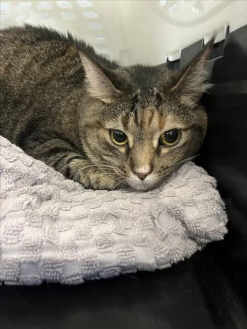 An adult medium-sized female Domestic Short Hair cat named Bri for adoption in Derwood, MD