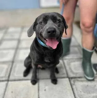 A young large-sized male Gray / Blue / Silver Mixed Breed dog named Chorizo for adoption in Fernandina Beach, FL