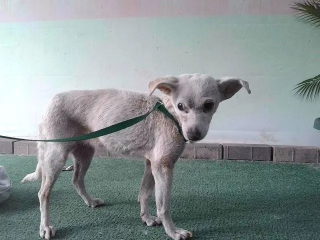 A senior medium-sized female Chihuahua dog named Heidi for adoption in Baldwin Park, CA