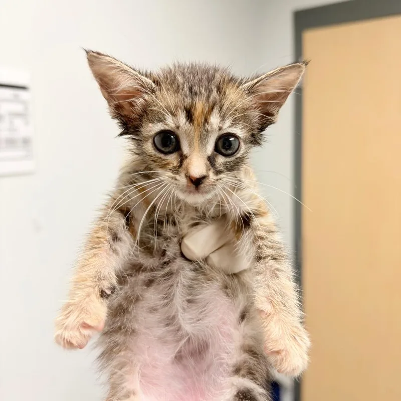 A baby small-sized female Brown / Chocolate Domestic Short Hair cat named Rascal for adoption in Jacksonville, FL