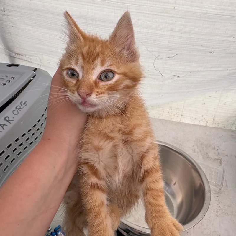 A baby small-sized male Orange / Red Domestic Short Hair cat named Simon for adoption in Pacific Palisades, CA