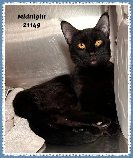 An adult medium-sized male Black Domestic Short Hair cat named MIDNIGHT see also JOJO for adoption in Marietta, GA