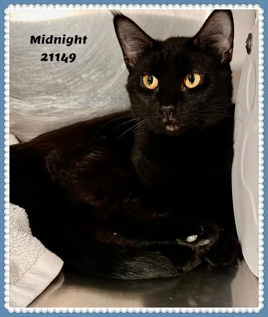 MIDNIGHT see also JOJO thumbnail 4