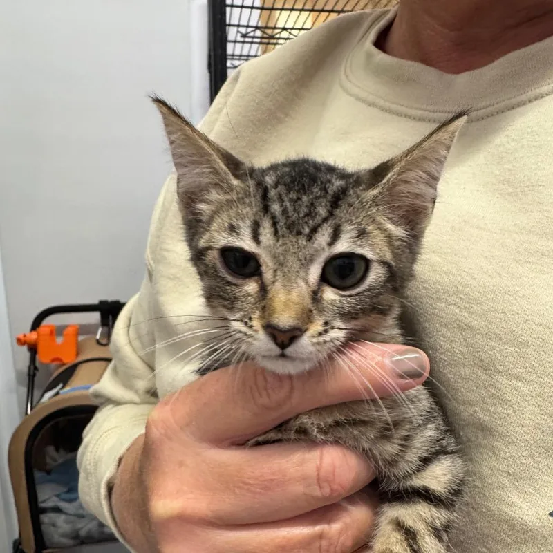 A baby small-sized female Brown / Chocolate Domestic Short Hair cat named Pelican for adoption in Long Beach, CA