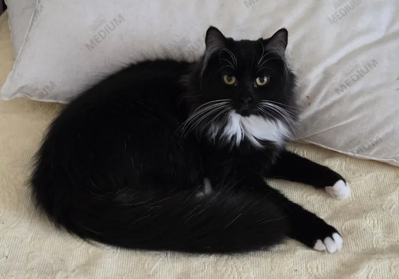 A young medium-sized male Black Domestic Medium Hair cat named Booboo for adoption in Butler, PA
