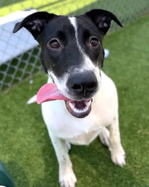 An adult medium-sized female Mixed Breed dog named Veronica for adoption in Columbia, SC
