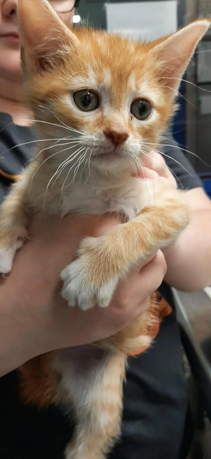 A baby medium-sized male Tabby (Orange / Red) Domestic Short Hair cat named Sebastian for adoption in Georgetown, OH