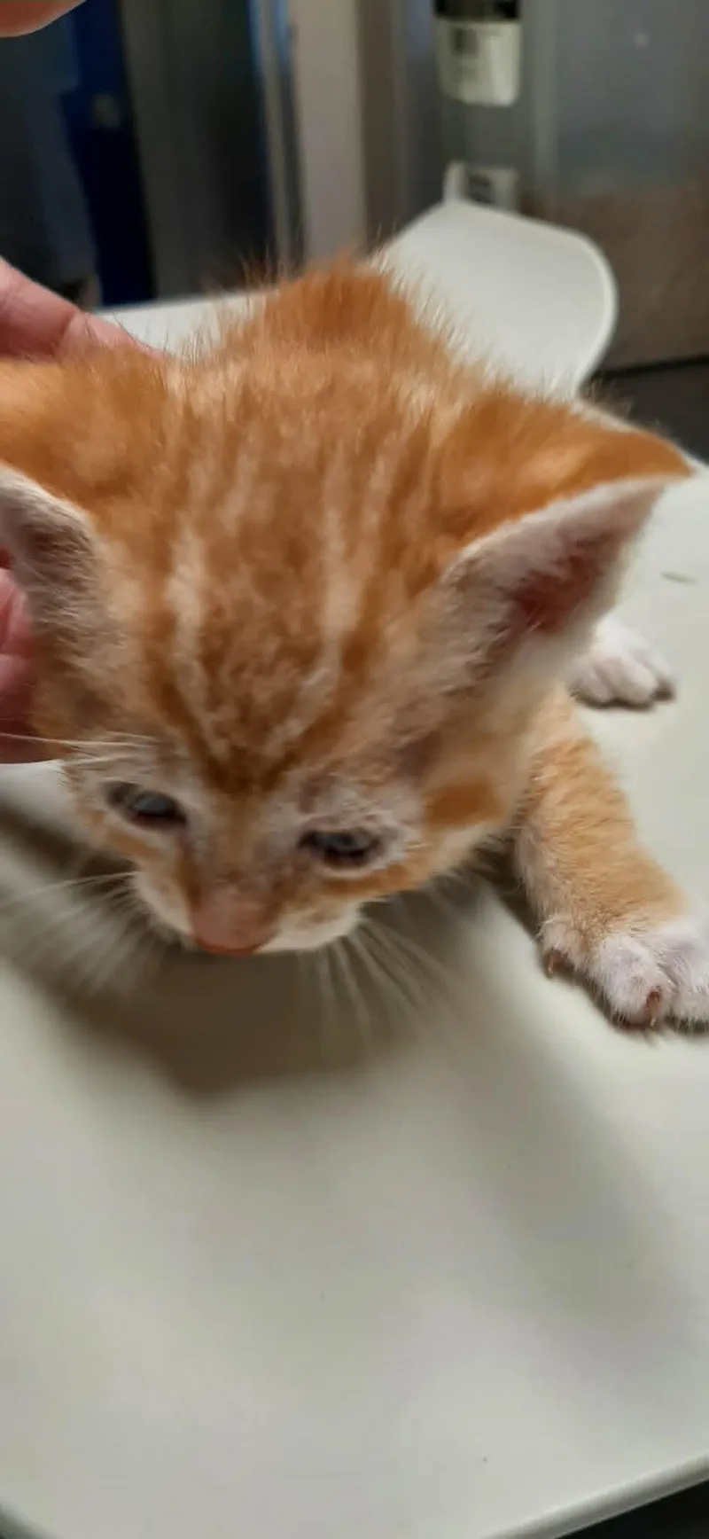 Sebastian thumbnail 2