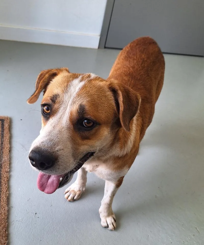 A young medium-sized male Black Mouth Cur dog named Shorty for adoption in Noble, OK