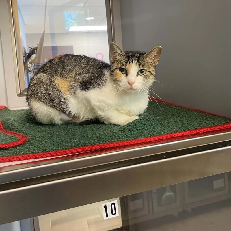 An adult medium-sized female Calico Domestic Short Hair cat named Rose for adoption in Nevada, MO