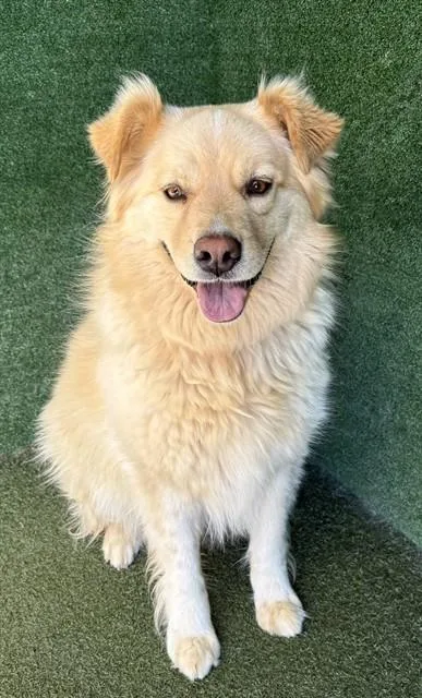 An adult medium-sized female Golden Retriever dog named Nala for adoption in Lancaster, CA